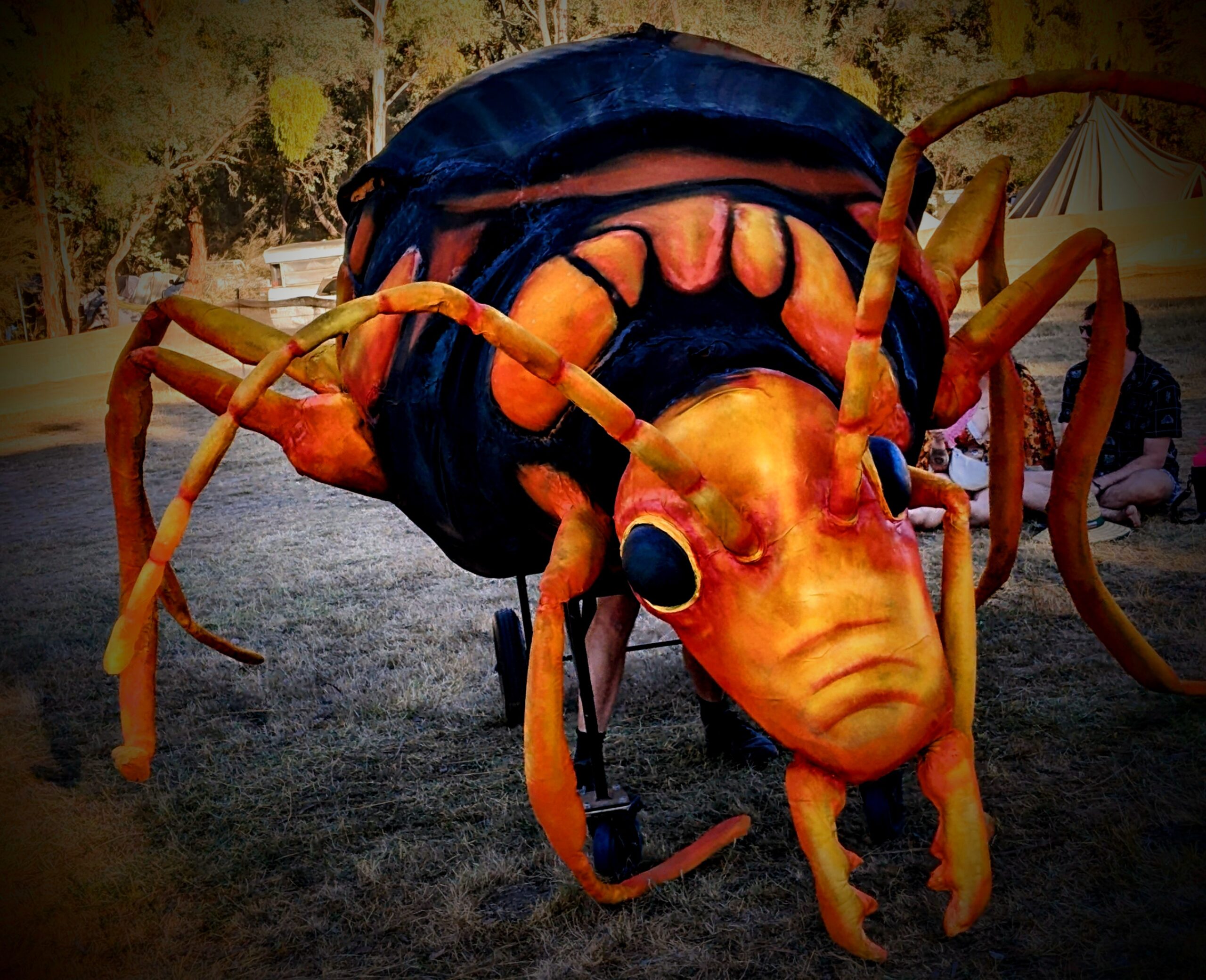 Sanctum Studio, Bombardier Beetle, Tanglewood 2024/2025